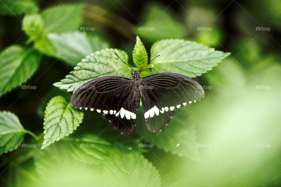 baterfly in the garden on green shrubs,  close-up, selective focus, blurred background