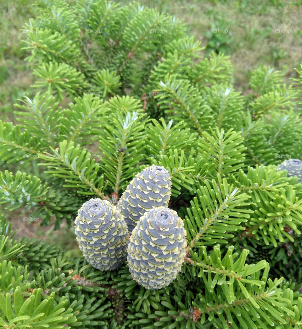 green cones on a fir tree decorative growing in the garden summer time