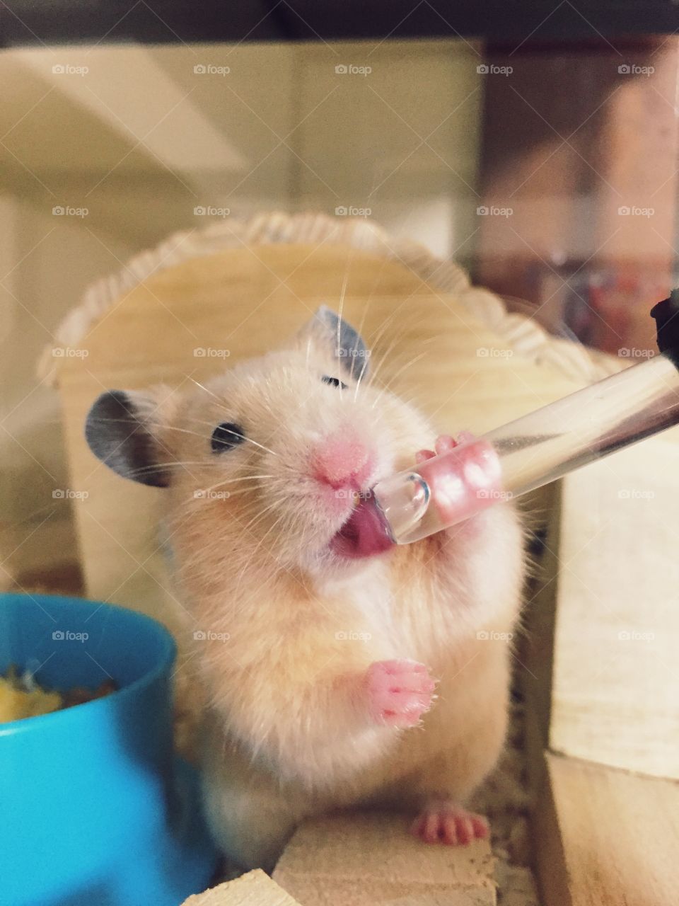 Close-up of hamster drinking water