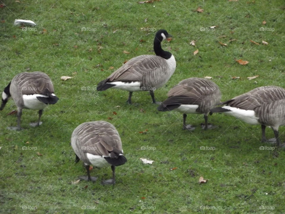 Canada Geese