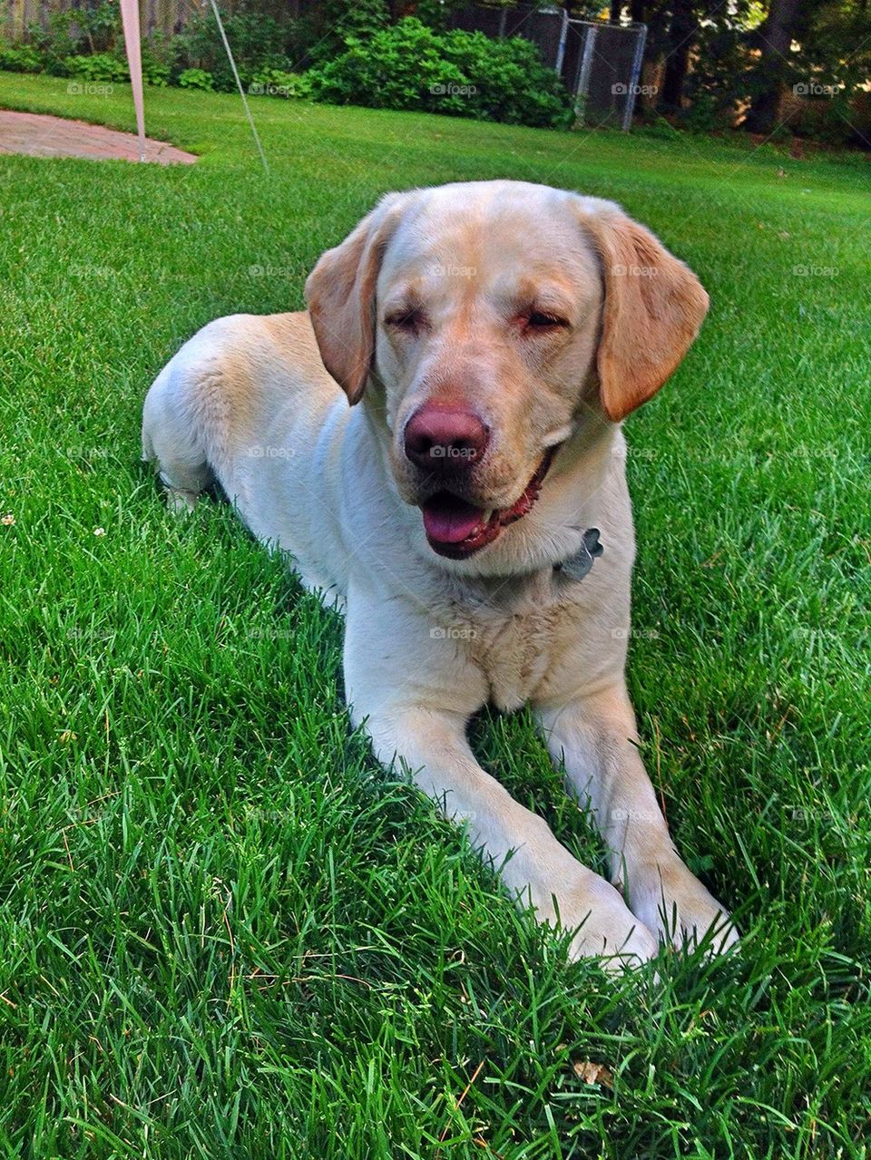 Yellow Lab