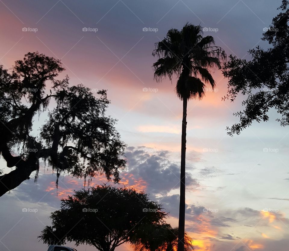 Tree, No Person, Sunset, Tropical, Sun