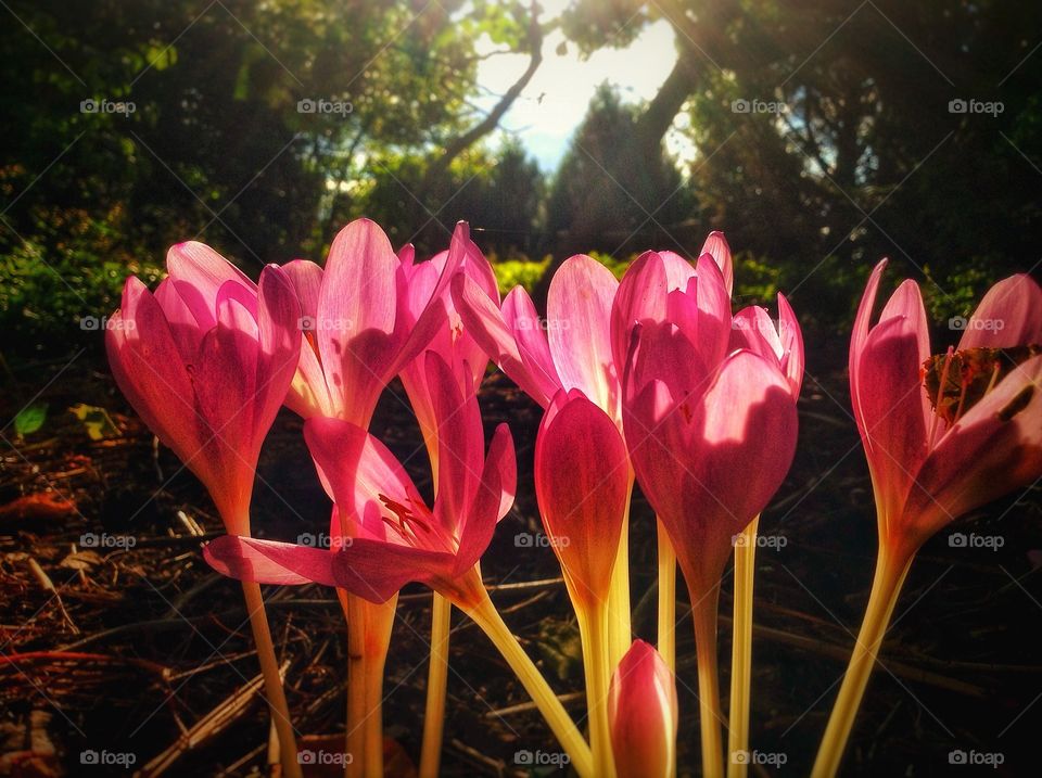 The fall crocus... Just like spring, there's one in fall too.