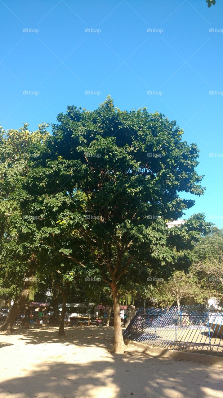 tree and BLUE sky