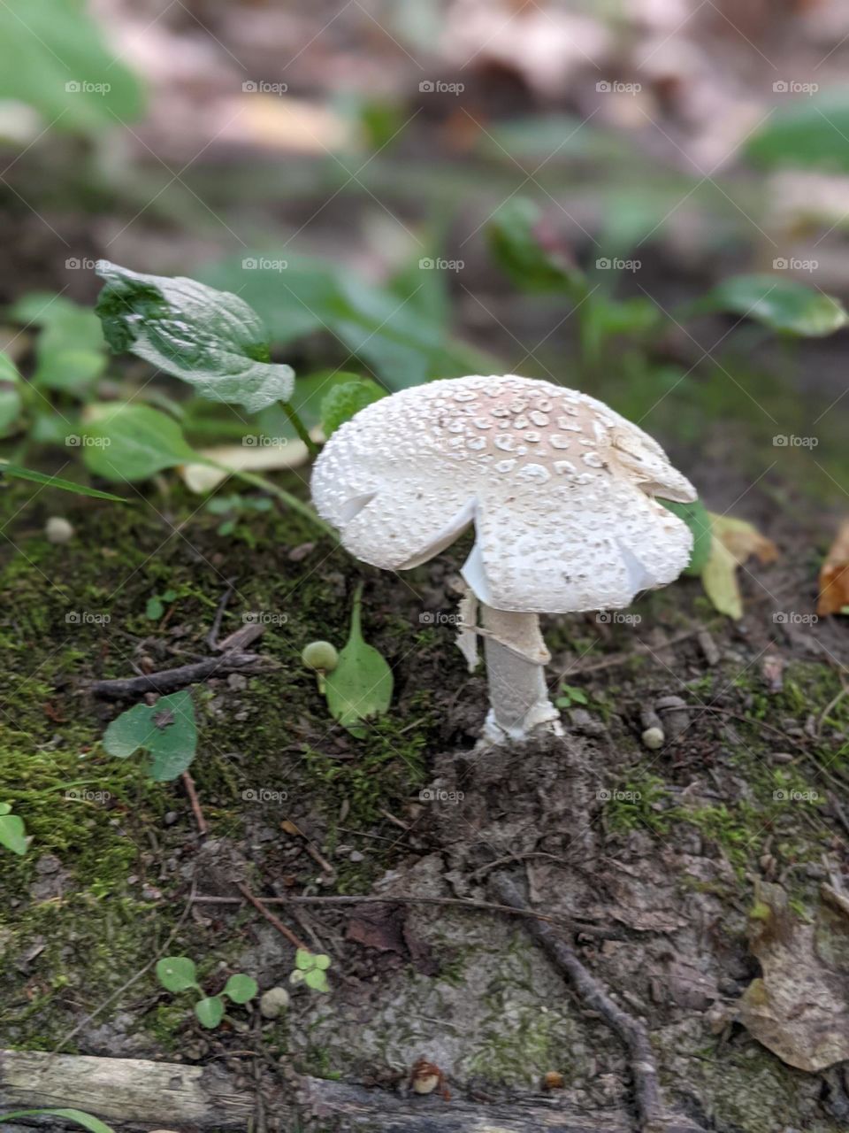 another mushroom