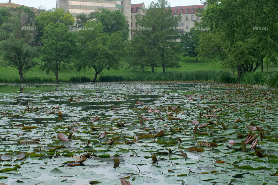 Lily pads. Lily pads on potter lake