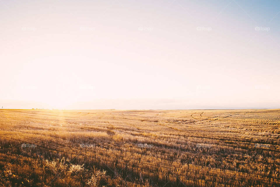 Montana Wheat Fields