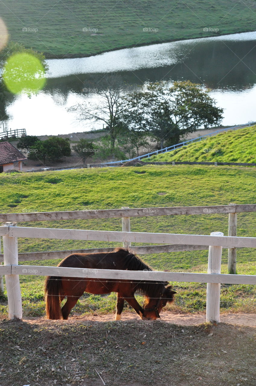 brazilian animals