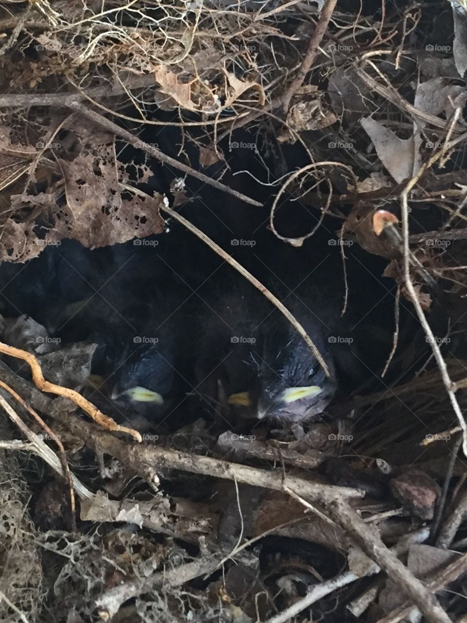 Baby birds 