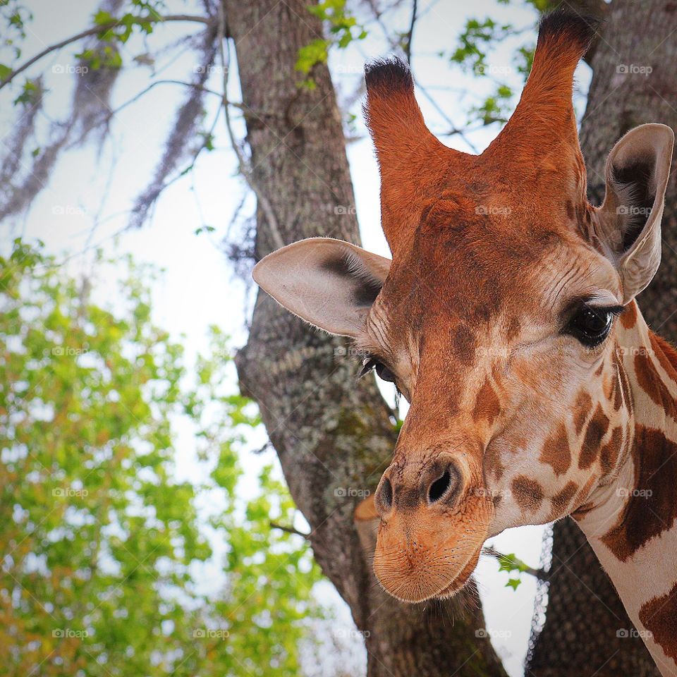 Central Florida Zoo Giraffe. Central Florida Zoo is now home to three giraffes. They allow the public to feed them too. Beautiful eyes!