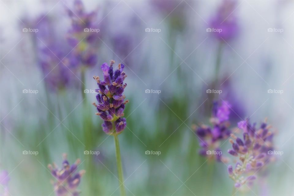 Purple lavender 