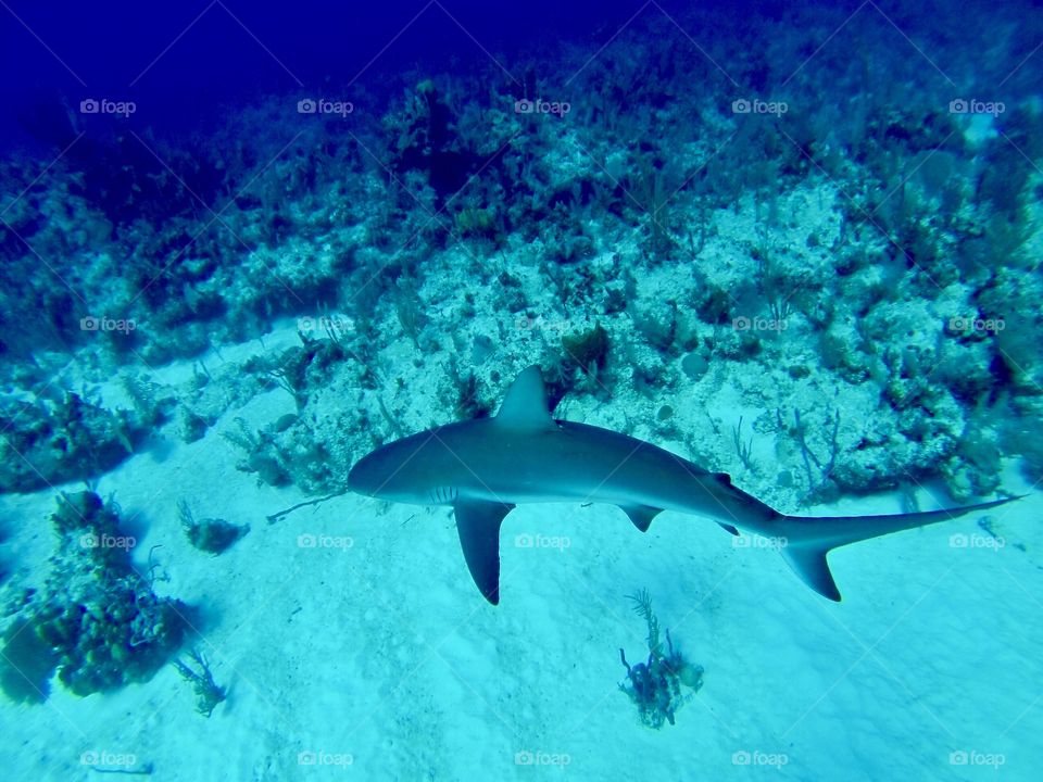 Reef shark in the Bahamas