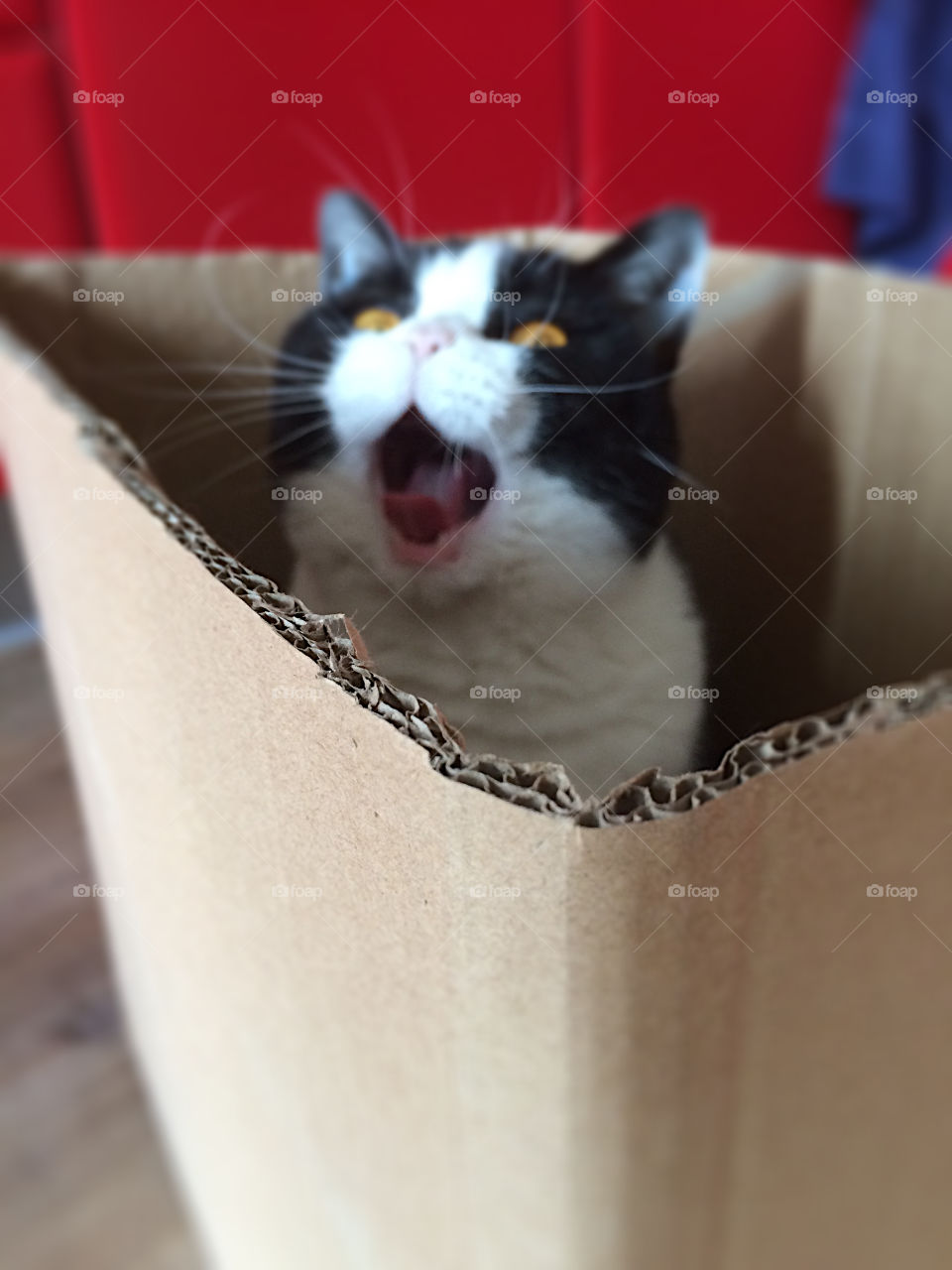 My cat sits in her favorite box and meows very loudly when she is hungry. 