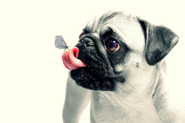 funny dog
