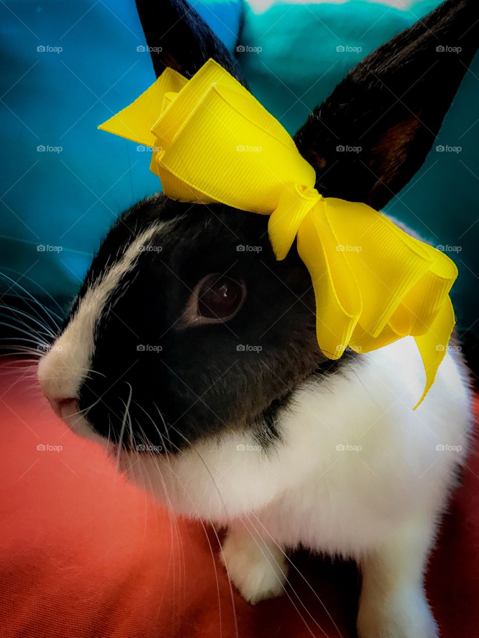 Big yellow bow on bunny