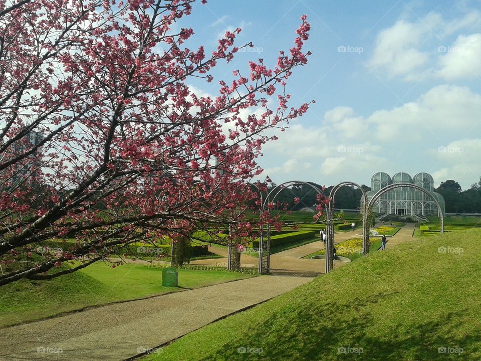 Botanical Garden and cherry tree