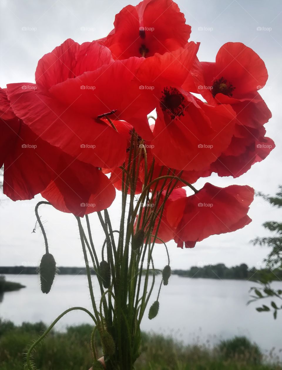 Red Flowers