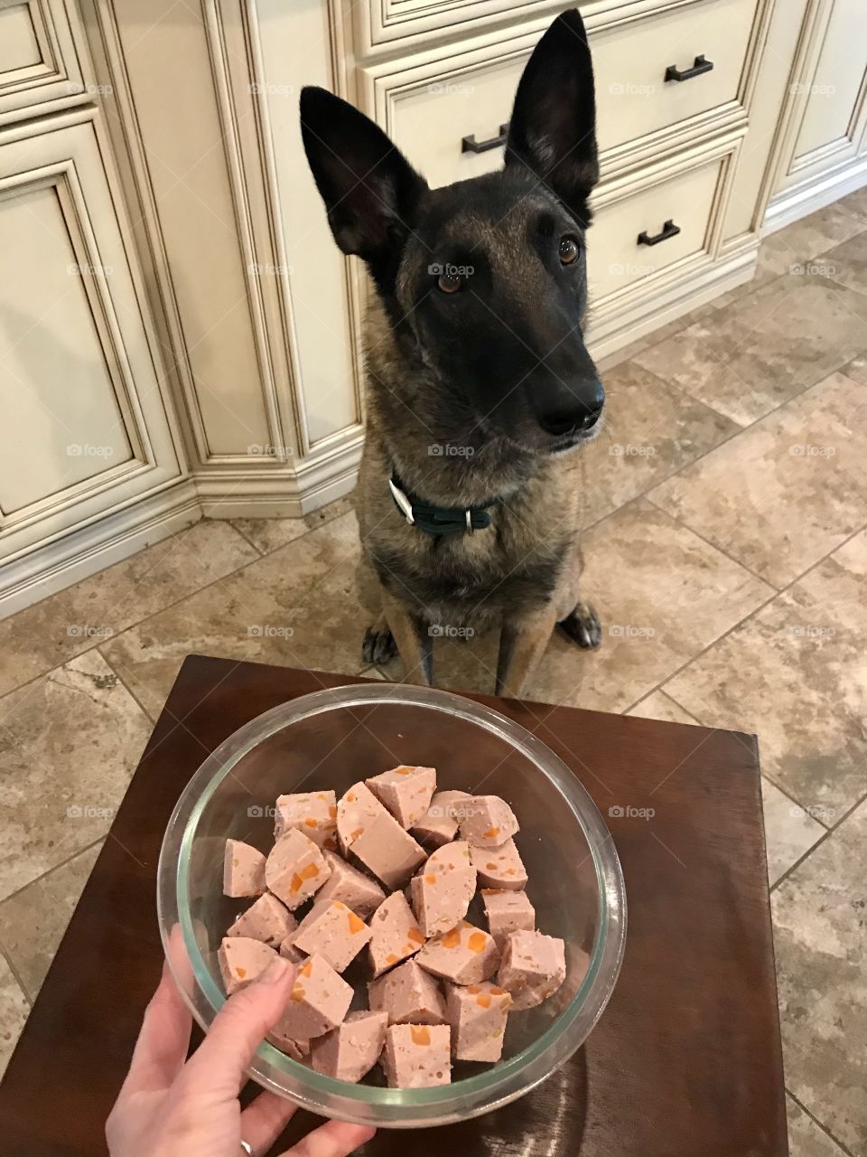 Anticipation for freshpet Select meal of roasted chicken and vegetables. Simply slice and serve. Fresh, all natural and healthy meals for dogs and cats.