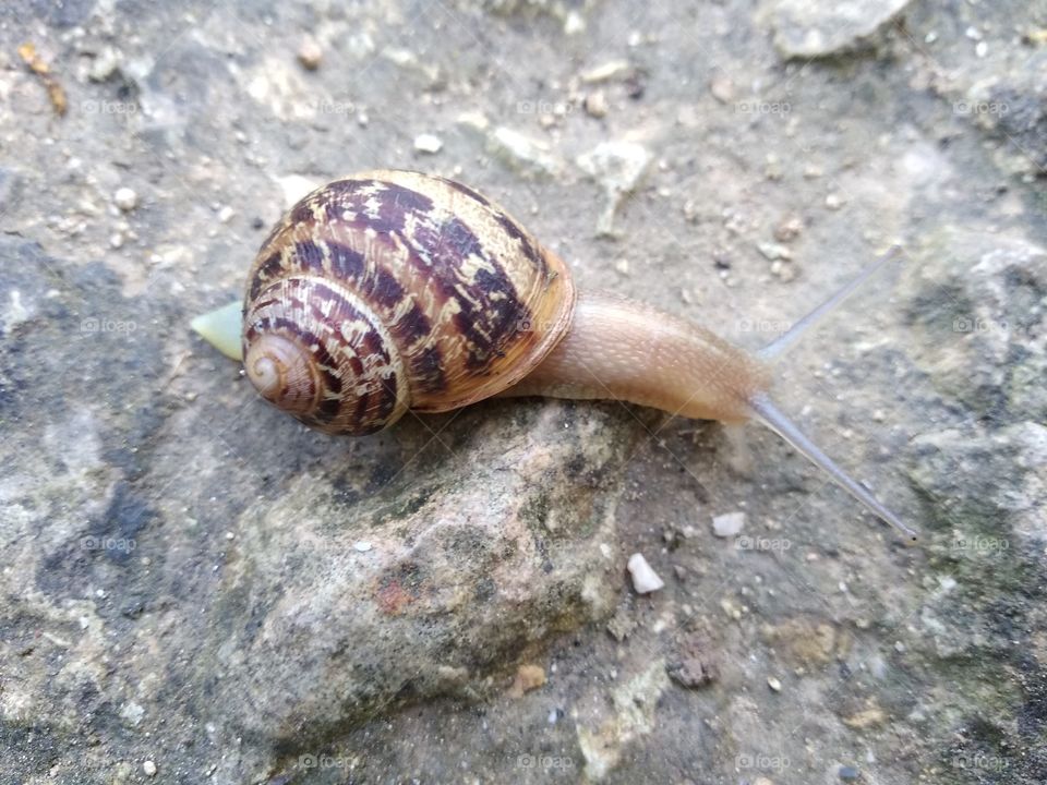 Snail