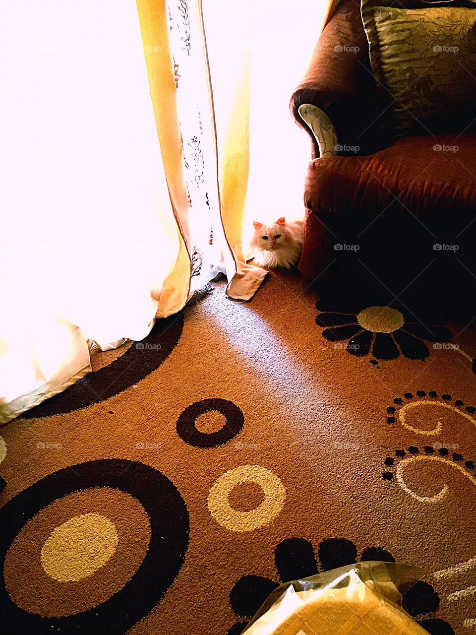 Disappearing cat