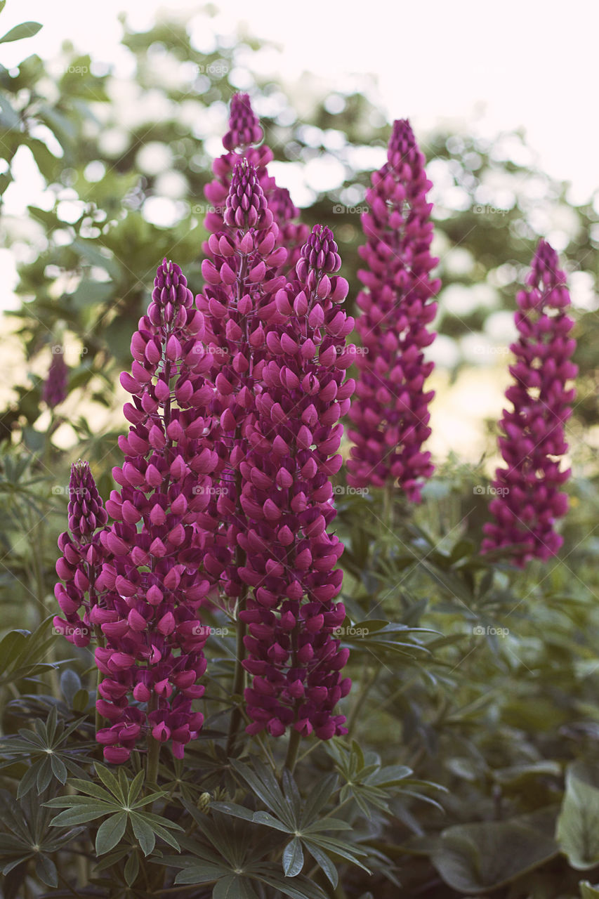 purple lupins