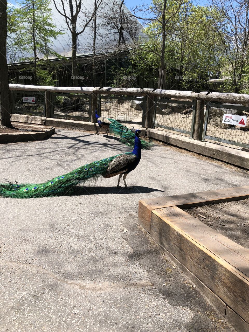 Beautiful peacock strutting across it's enclosure at the Toronto Zoo
