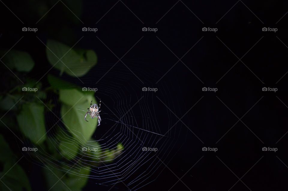 night shot of a spider