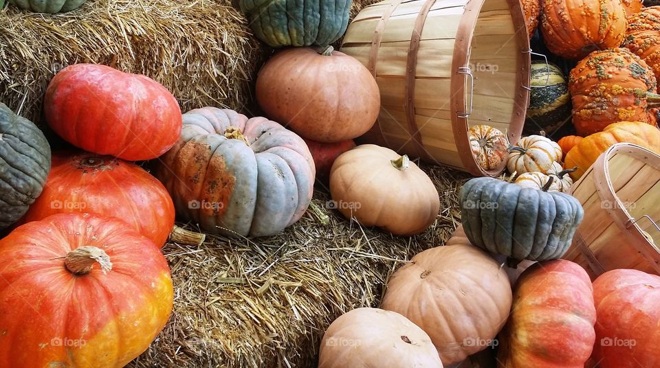 Pumpkins fantasy and regular sitting on hay and in baskets