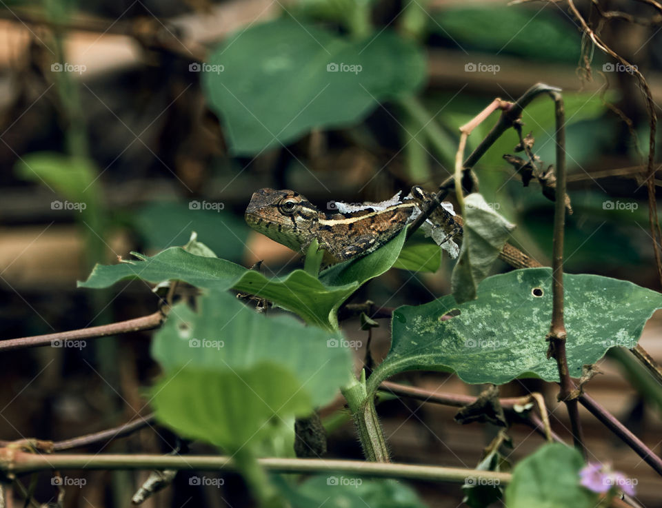 Oriental lizard  - shed  skin