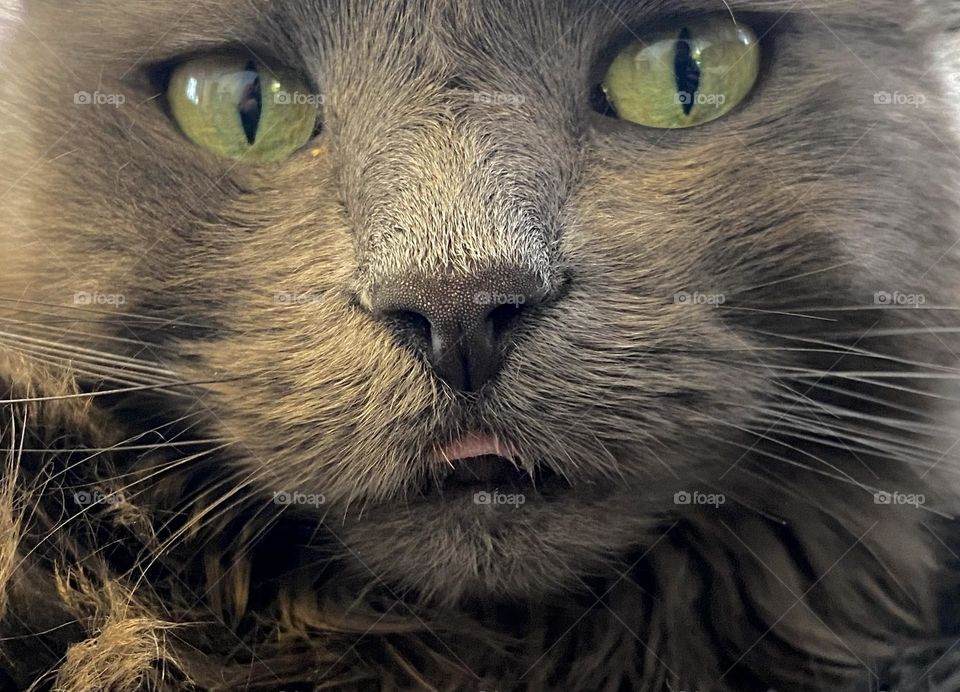 A grey cat with the tip of her tongue sticking out