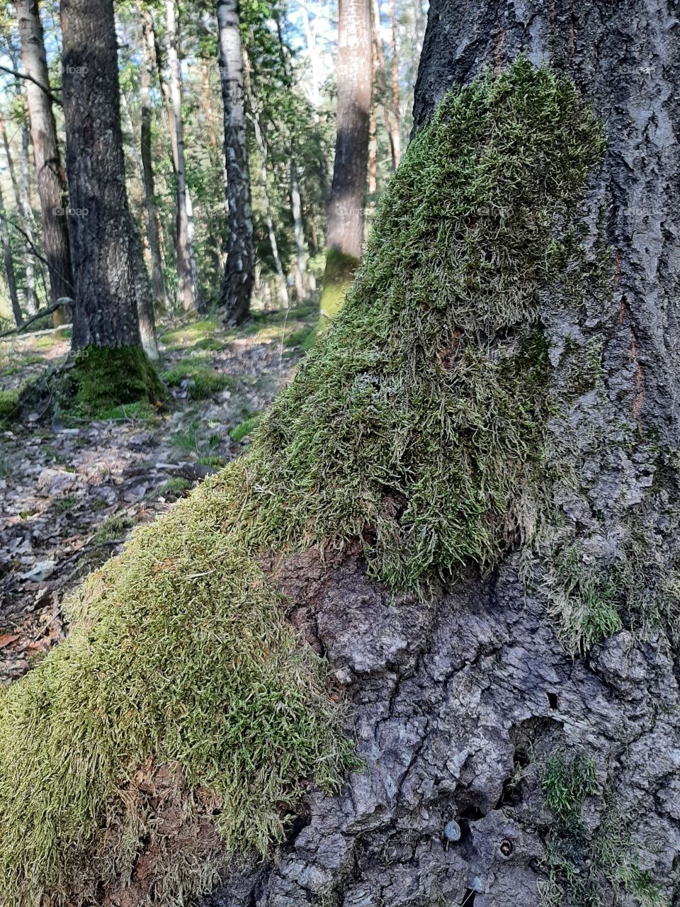 moss on ona tree