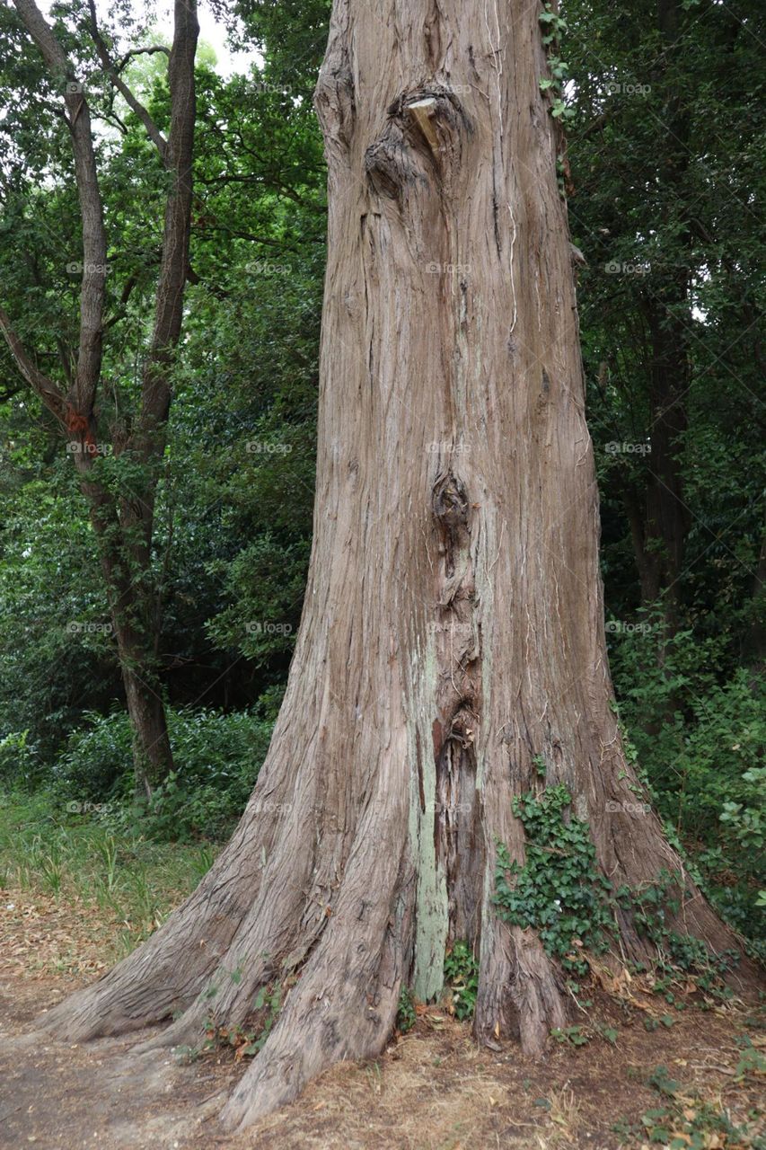 Old tree trunk 