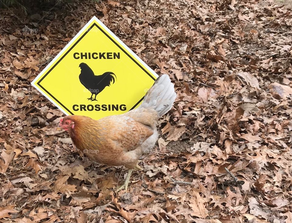 Chicken crossing 