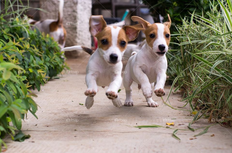 Two dog running on footpath
