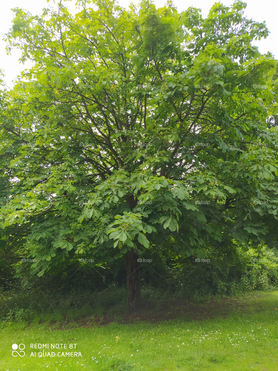 Chestnut tree