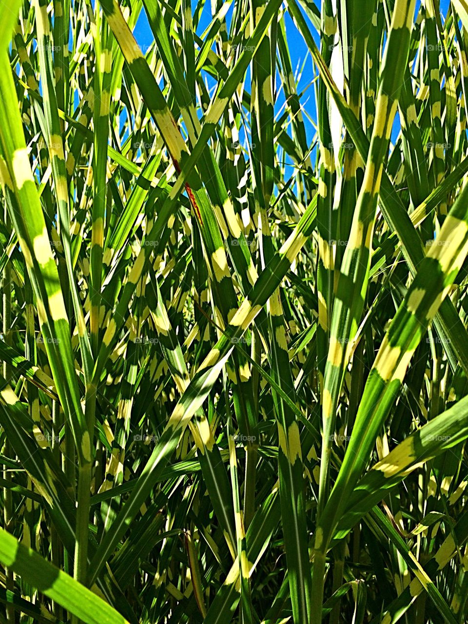 Lemon Grass