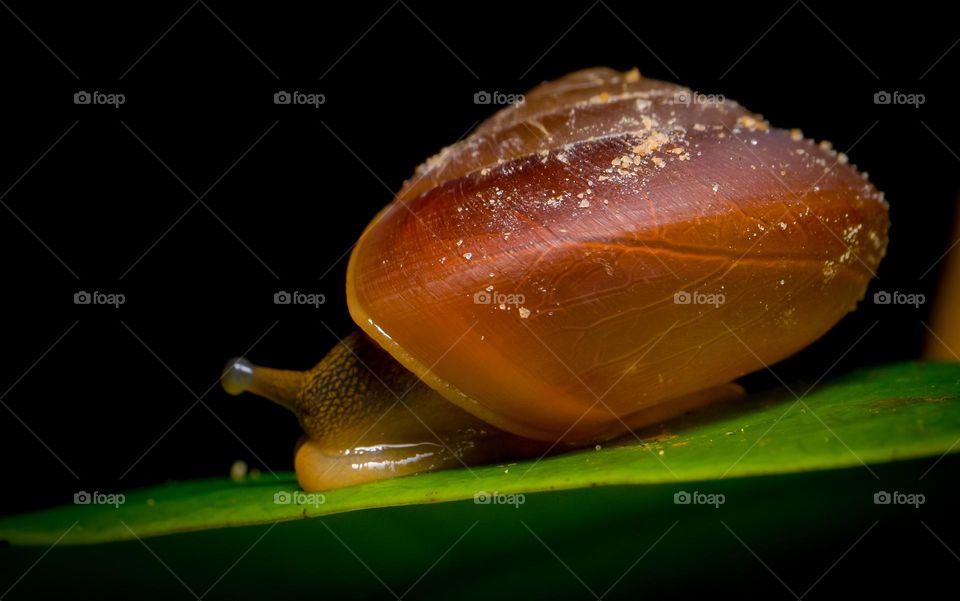 snail shell