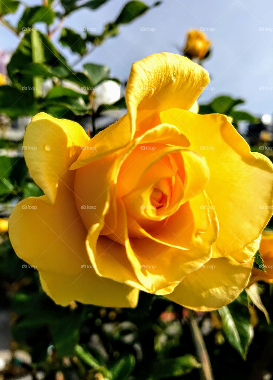Yellow rose in full bloom