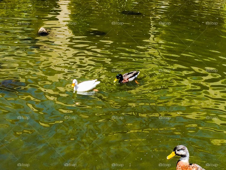 My favorite ducks.
Love ducks. Love waters. They are good combinations. Ducks are cute, calm, and peaceful. 