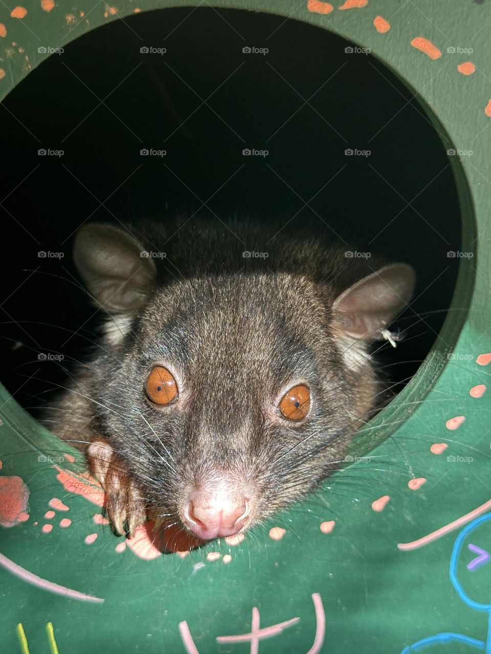 Possum 