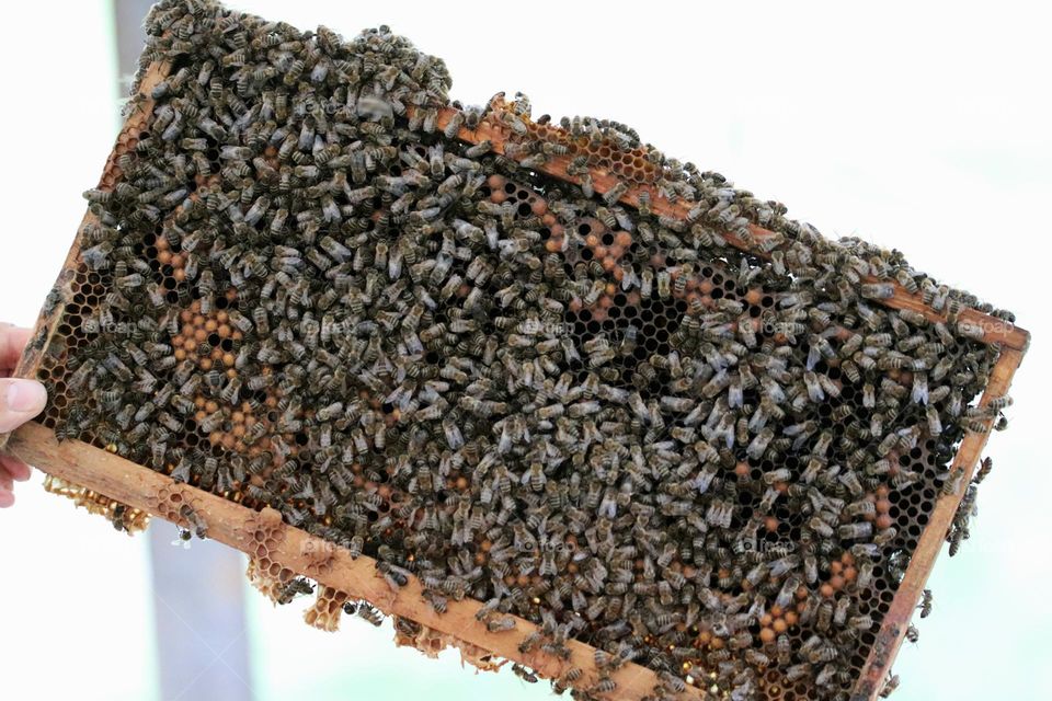 Birds& Bees- Nature in Motion