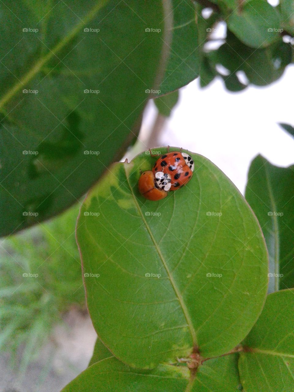 🐞