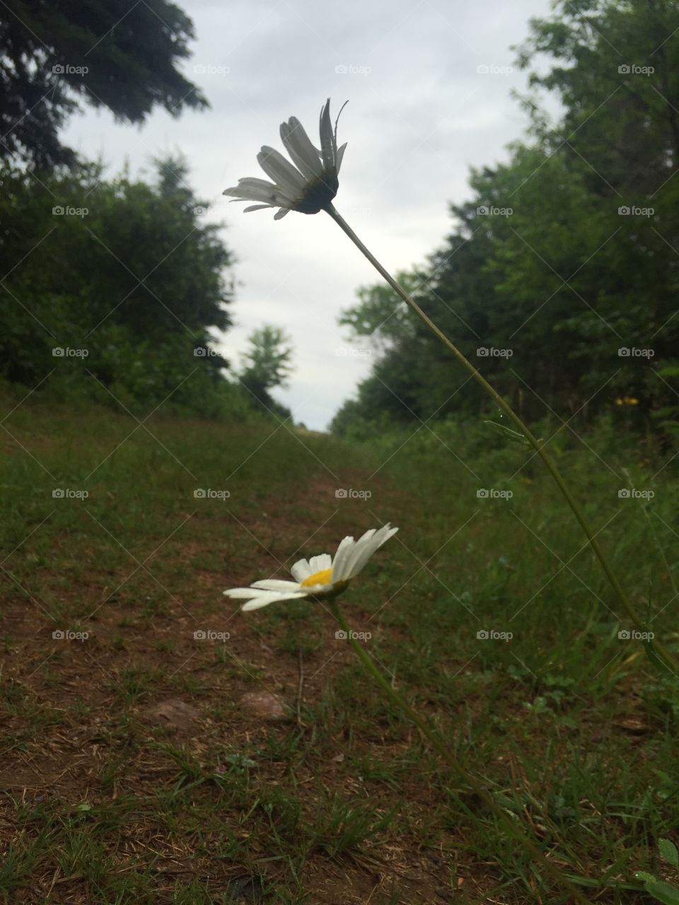 Flower, Nature, Grass, Summer, No Person