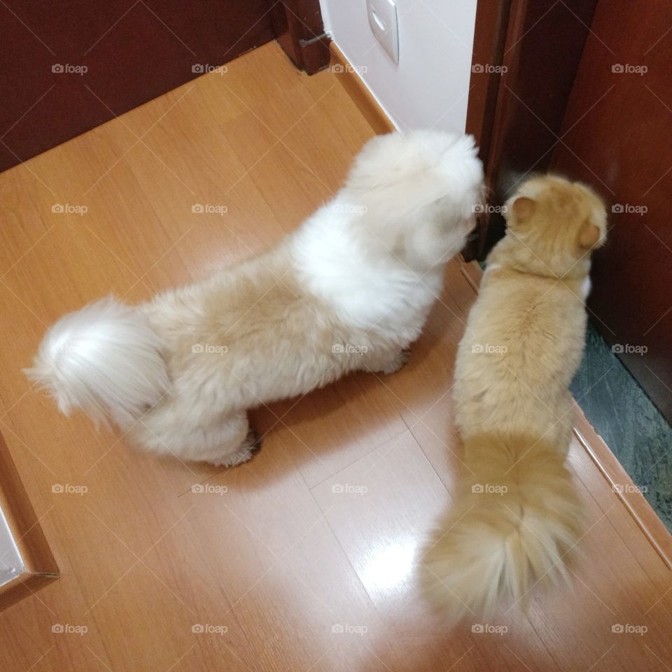 Dog and cat