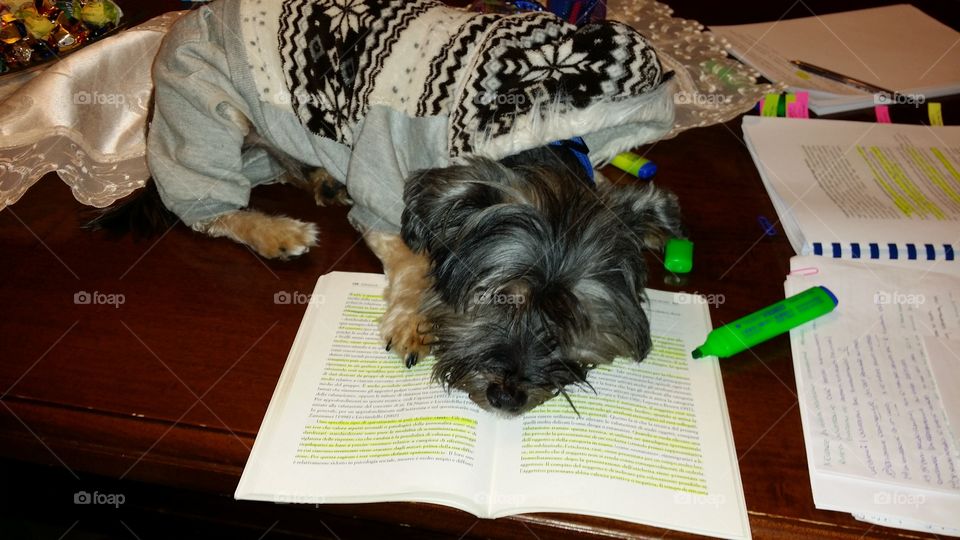 Dog on the book