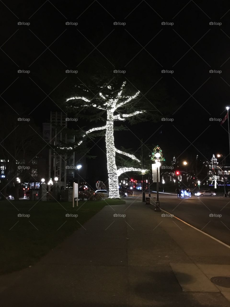 Lights on a tree