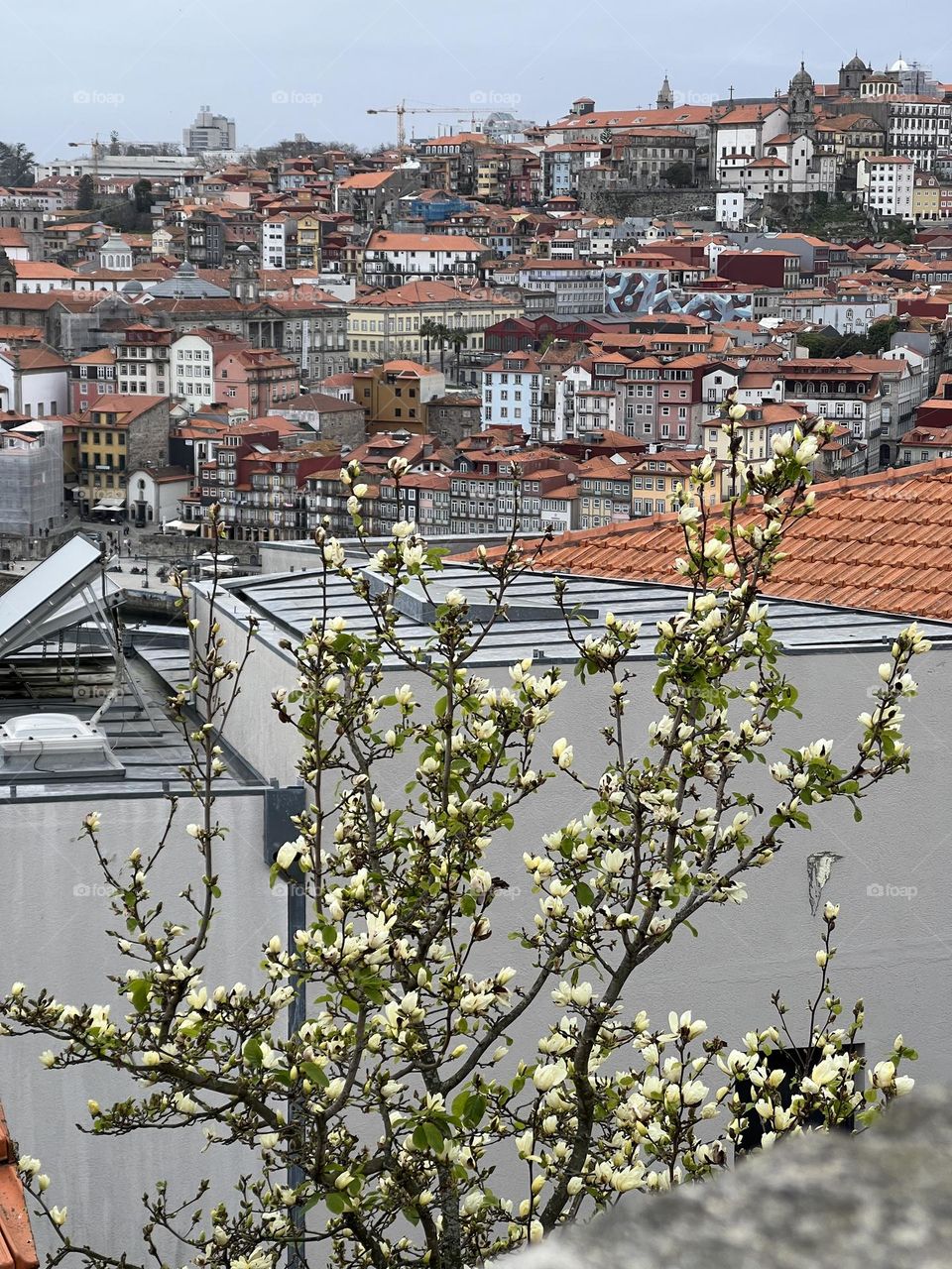 Flower blossom in the city