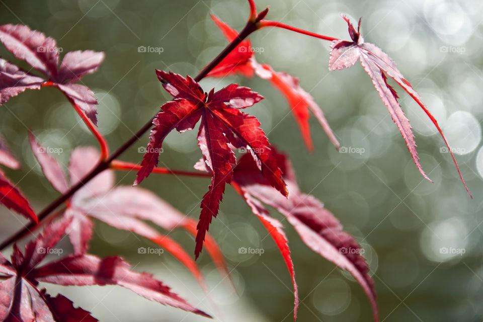 Close-up of maple leaves