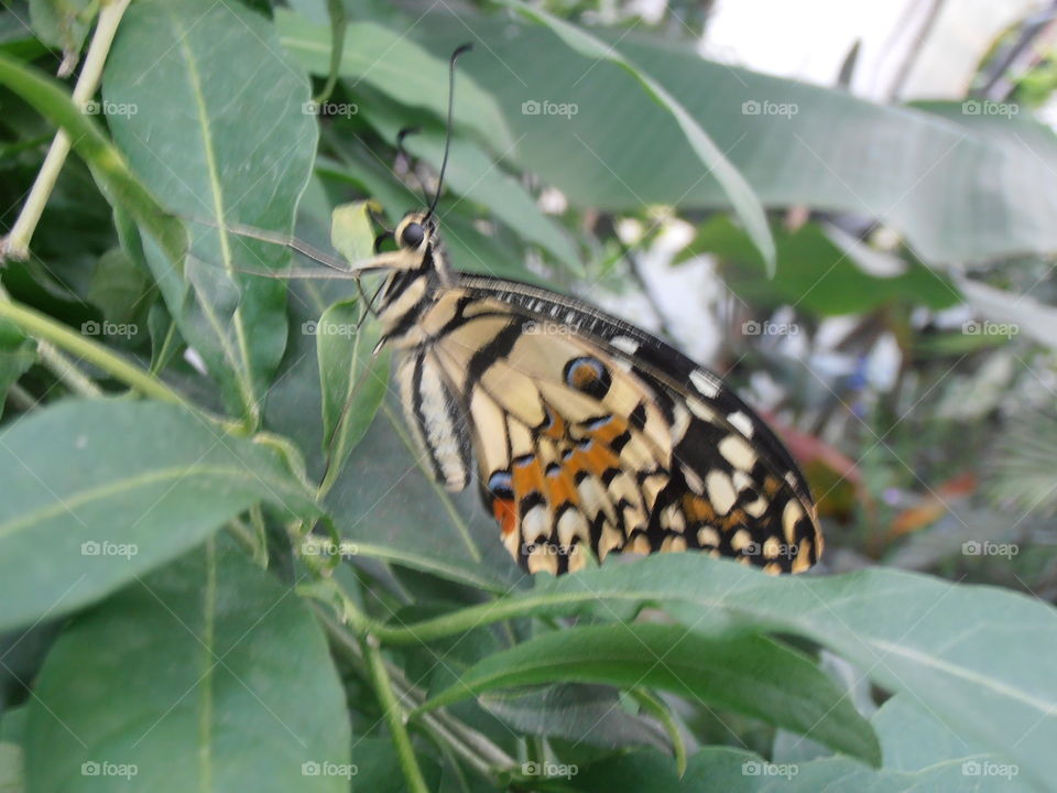 Butterfly On A Branch