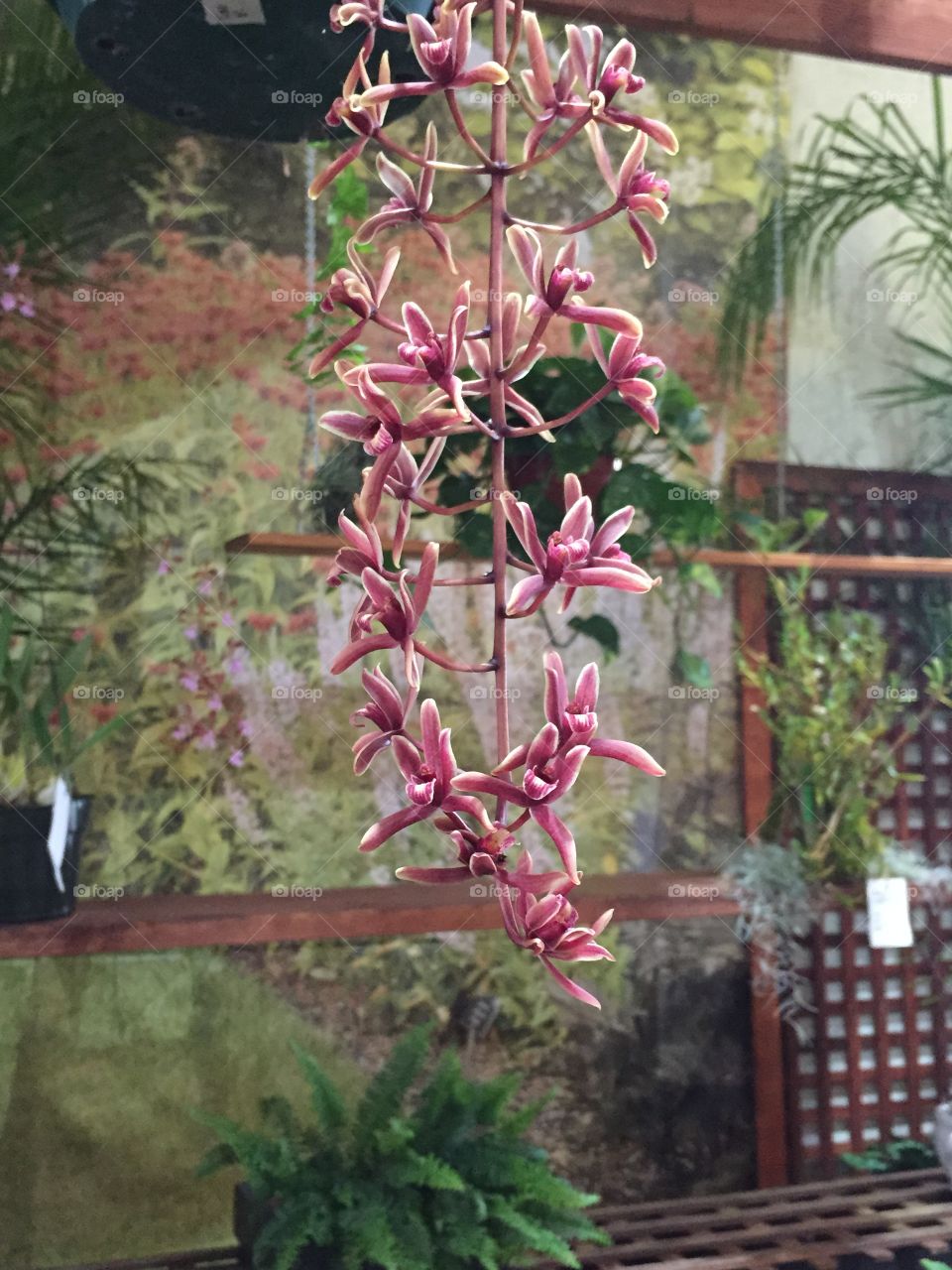 Hanging orchid. Flower show. Hanging orchid.